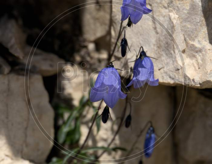 Bellflower (Campanula Cochleariifolia) Growing Wild In The Dolomites