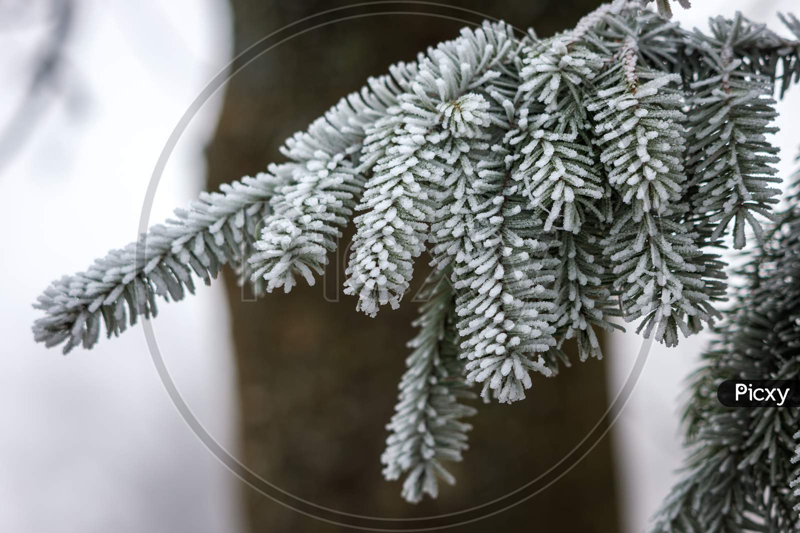 Fir Tree Covered With Hoar Frost On A Cold Winters Day
