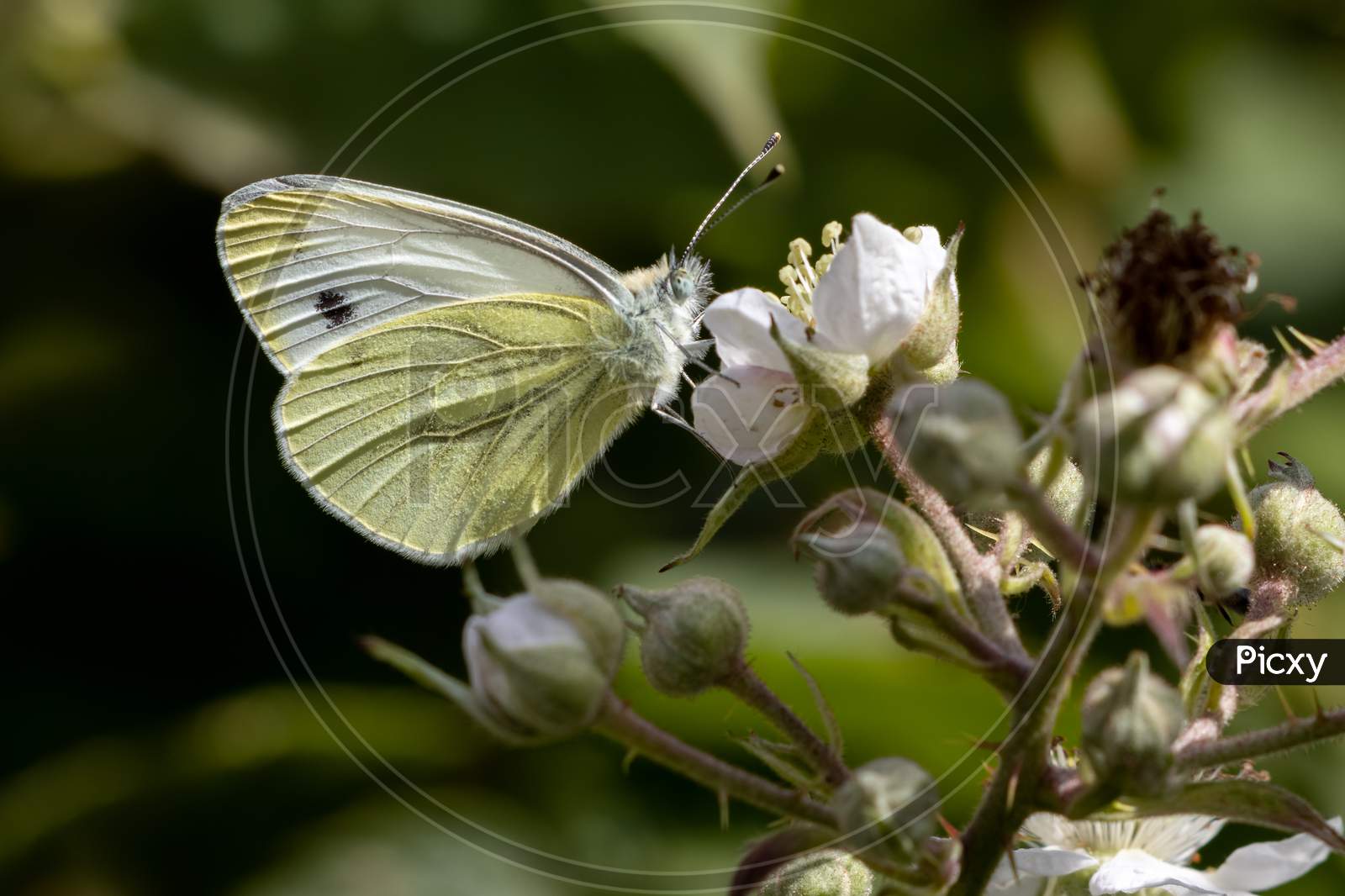 Large White (Pieris Brassicae) Butterfly Feeding On A Blackberry Flower