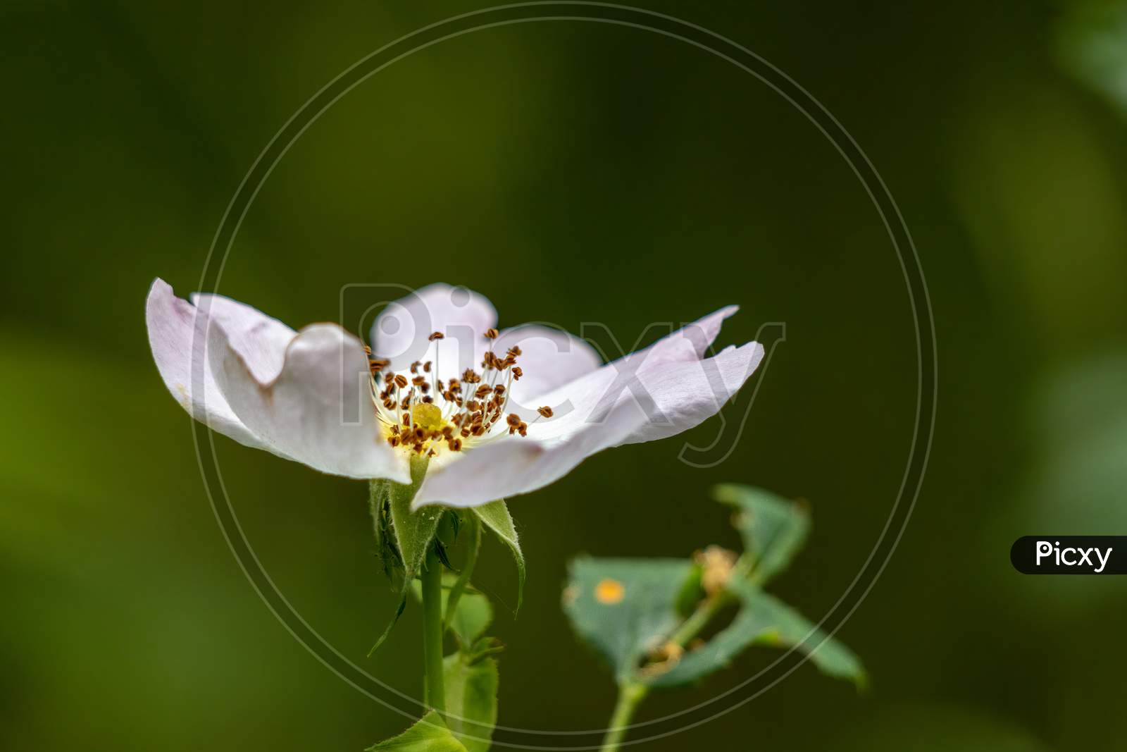 Wild White Dog Rose (Rosa Canina) Flowering In Summer