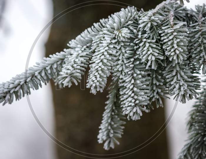 Fir Tree Covered With Hoar Frost On A Cold Winters Day