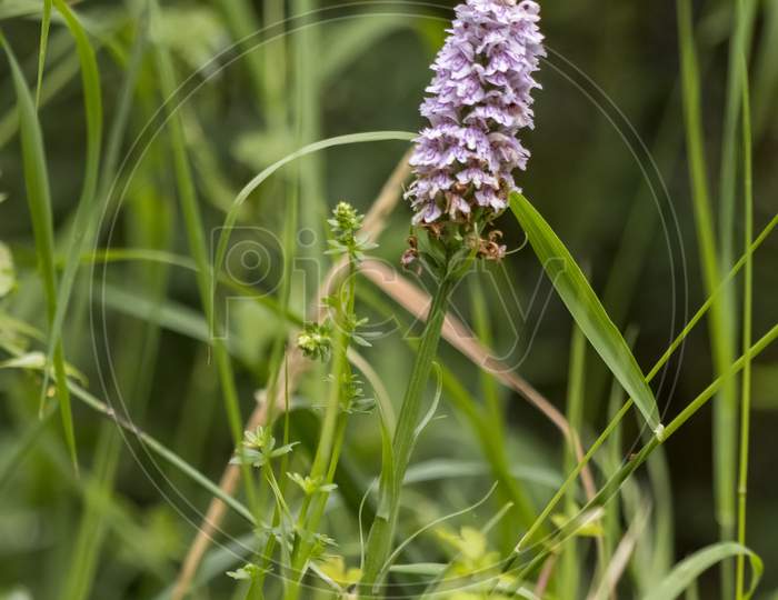 Heath Spotted Orchid (Dactylorhiza Maculata Ericetorum) Flowering In Summer