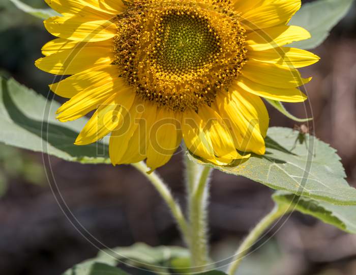 Sunflower Blooming In A Garden In Italy