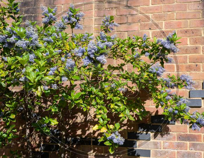 Blue Flowers Of A Ceoanthus Flowering In Springtime