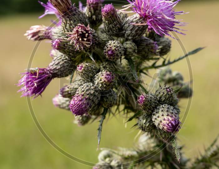 Marsh Thistle (Cirsium Palustre) Beginning To Flower In Summertime In West Sussex