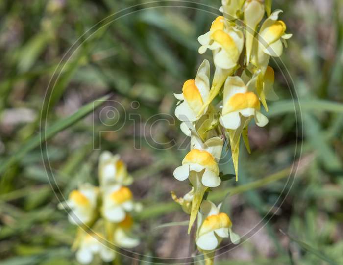 Common Toadflax, Yellow Toadflax Or Butter And Eggs (Linaria Vulgaris Mill.) Growing On The South Downs Near Alfriston, East Sussex