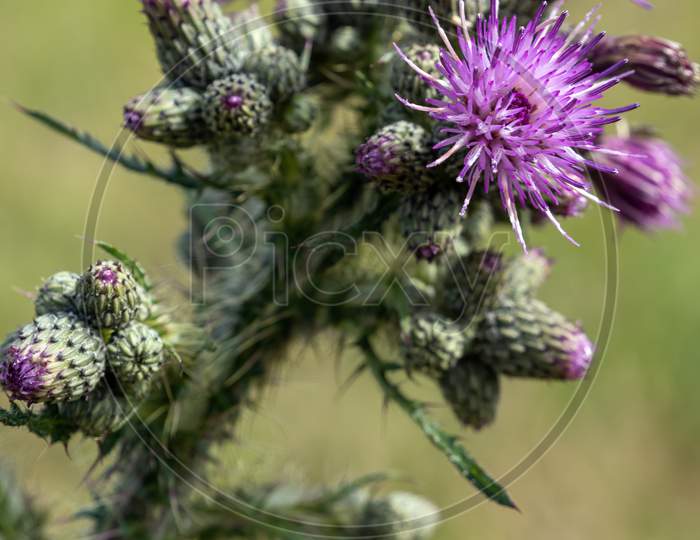 Marsh Thistle (Cirsium Palustre) Beginning To Flower In Summertime In West Sussex