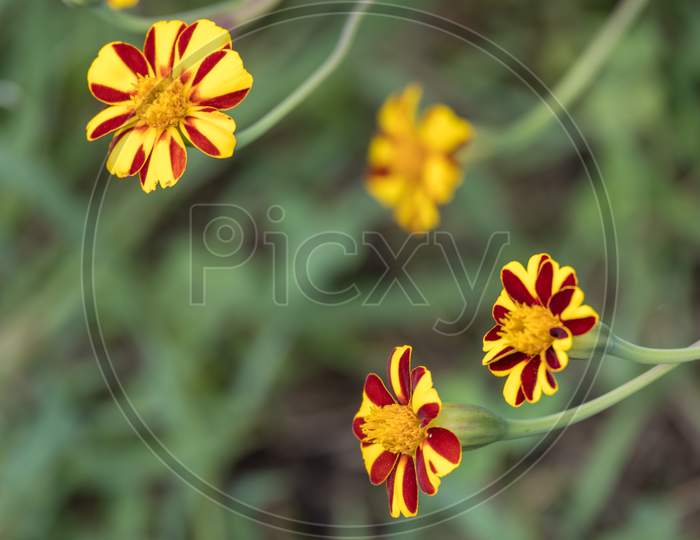 French Marigold (Tagetes Patula) Growing In A Garden In Italy