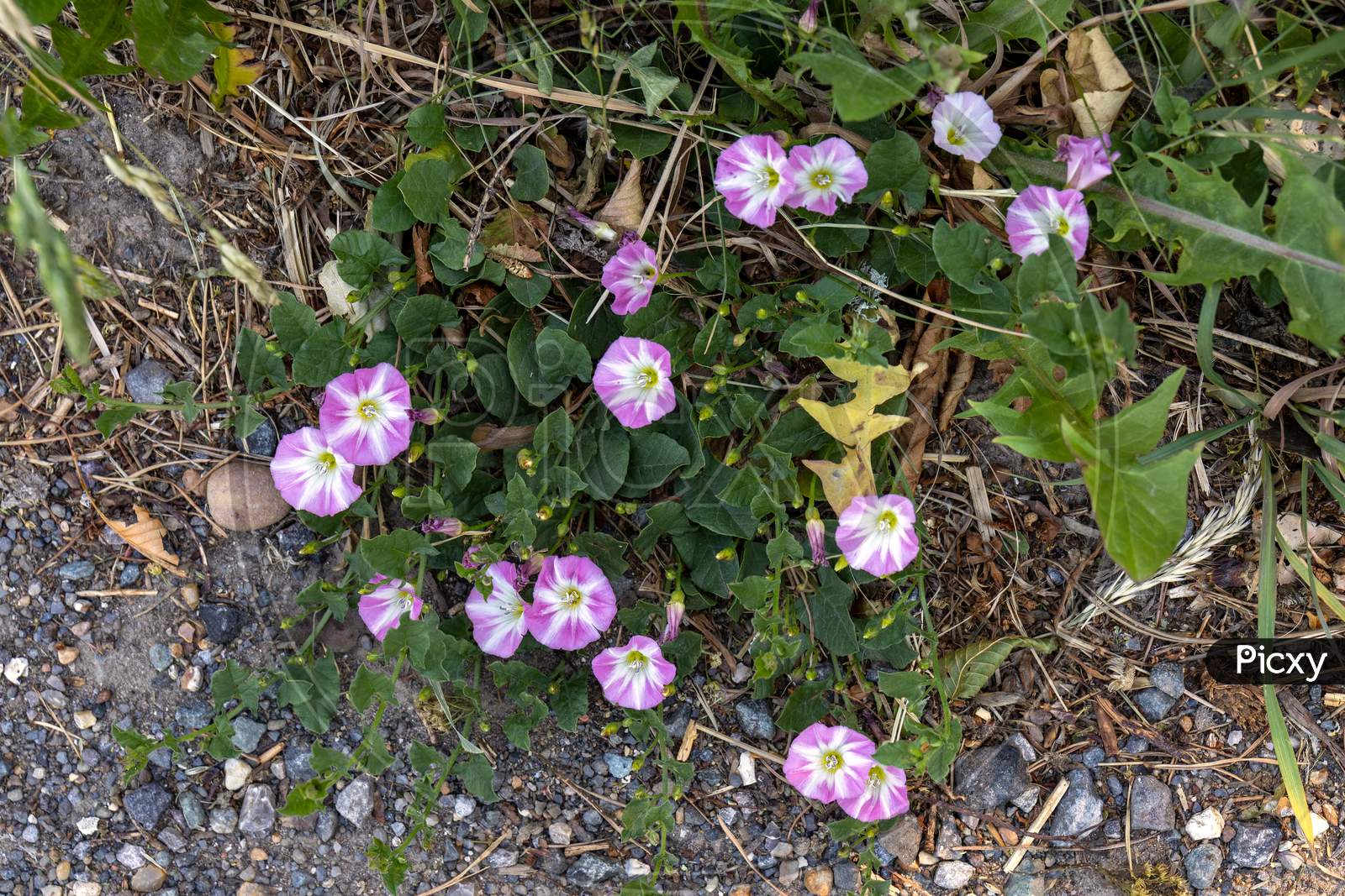 Field Bindweed ( Convolvulus Arvensis ) Flowering By A Roadside Near Ardingly