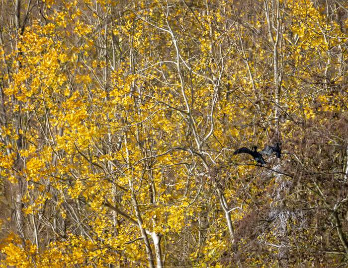 Cormorant With Open Wings In The Trees Above Cripplegate Lake