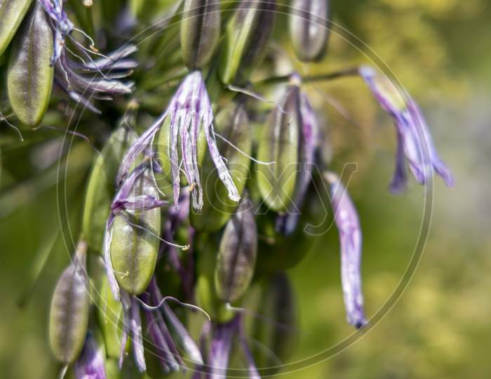 Decaying Flowers Of Agapanthus Umbellatus Forming Seed Pods