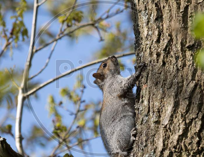 Grey Squirrel (Sciurus Carolinensis) Resting In A Tree