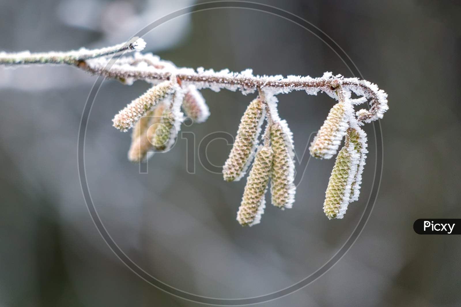 Catkins On A Hazel (Corylus Avellana) Tree Covered With Hoar Frost On A Winters Day
