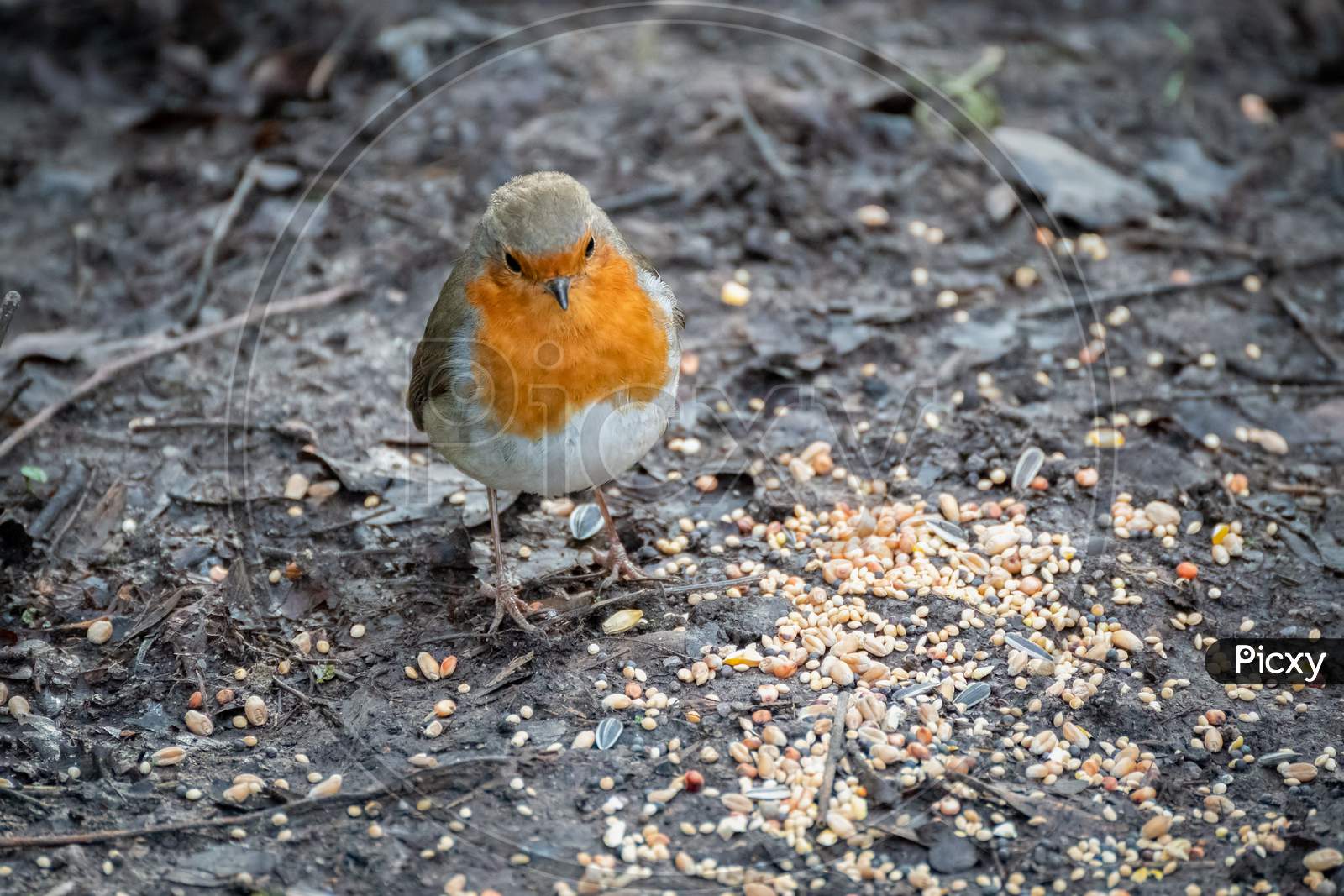 Close-Up Of An Alert Robin Standing On Wet Muddy Path