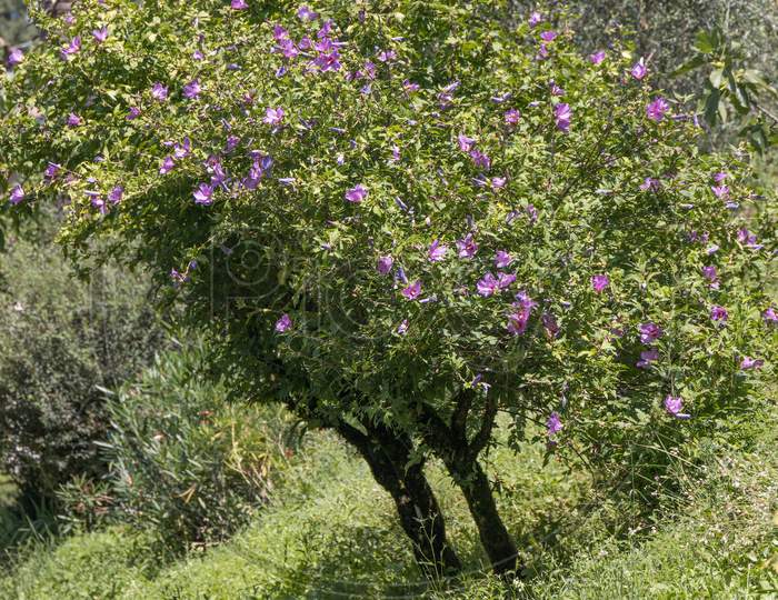 Hibiscus Shrub Growing And Flowering In Torre De' Roveri Italy
