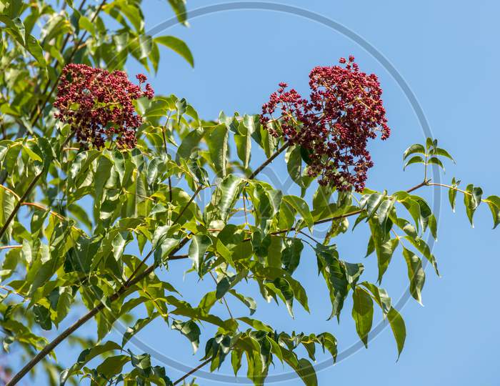 Elder Tree (Sambucus Nigra) Beginning To Produe Fruit In Italy