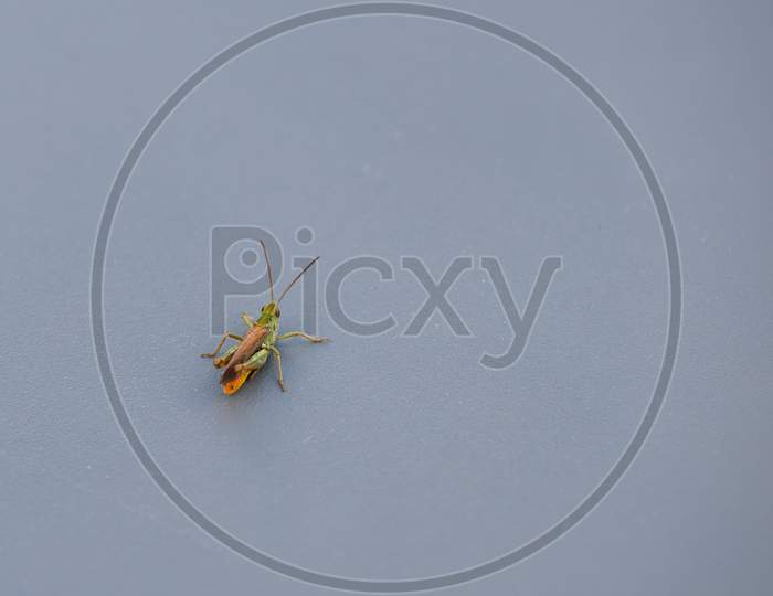 Common Green Grasshopper (Omocestus Viridulus) Resting On A Table