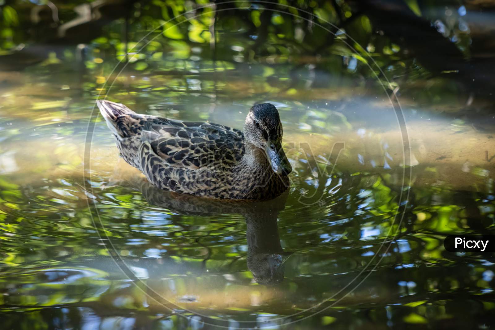 Female Mallard Floating In The Water In Dappled Sunshine