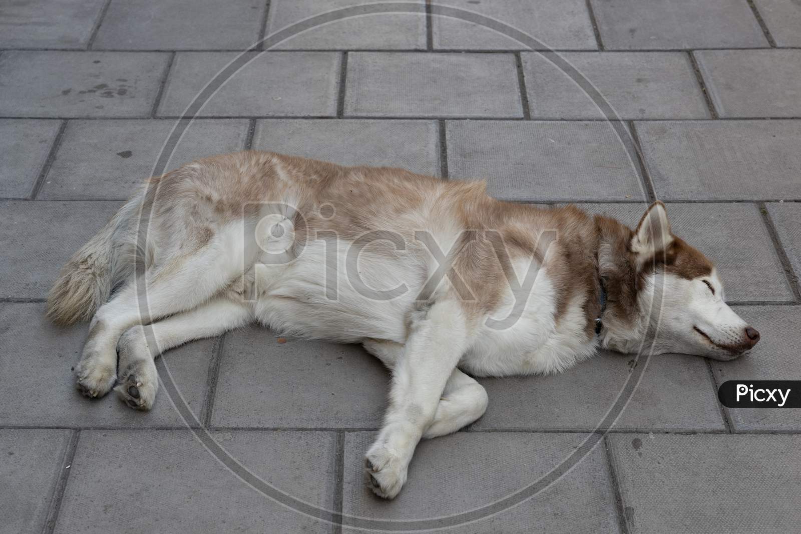Bristol, Uk - May 14 : Dog Asleep On The Pavement Outside The Grand Hotel In Bristol On May 14, 2019
