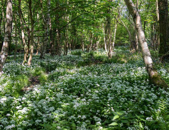 Ramsons Or Wild Garlic (Allium Ursinum) Blooming In Springtime Near East Grinstead