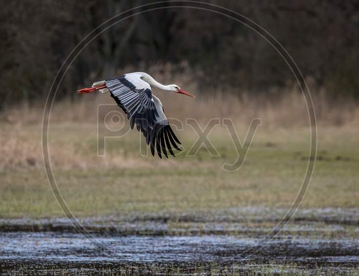 Stork flying over a wet meadow at a little pond called Mönchbruchweiher in the Mönchbruch natural reserve next to Frankfurt in Hesse, Germany at a cloudy day in spring.