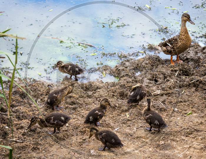 Female Mallard (Anas Platyrhynchos) With Ducklings On The Shoreline Of A Lake