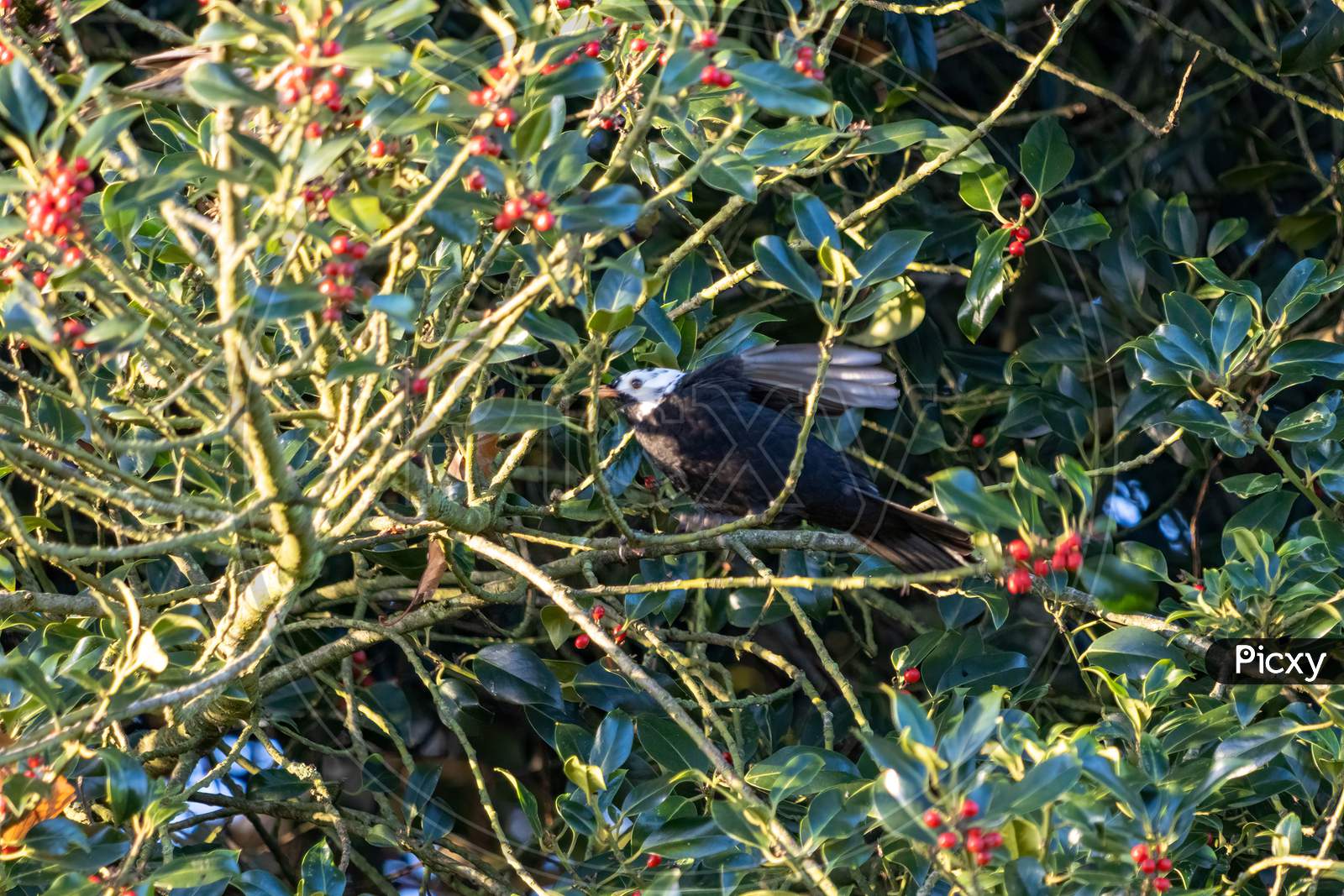 White Headed Blackbird (Turdus Merula) In A Holly Tree Eating Berries
