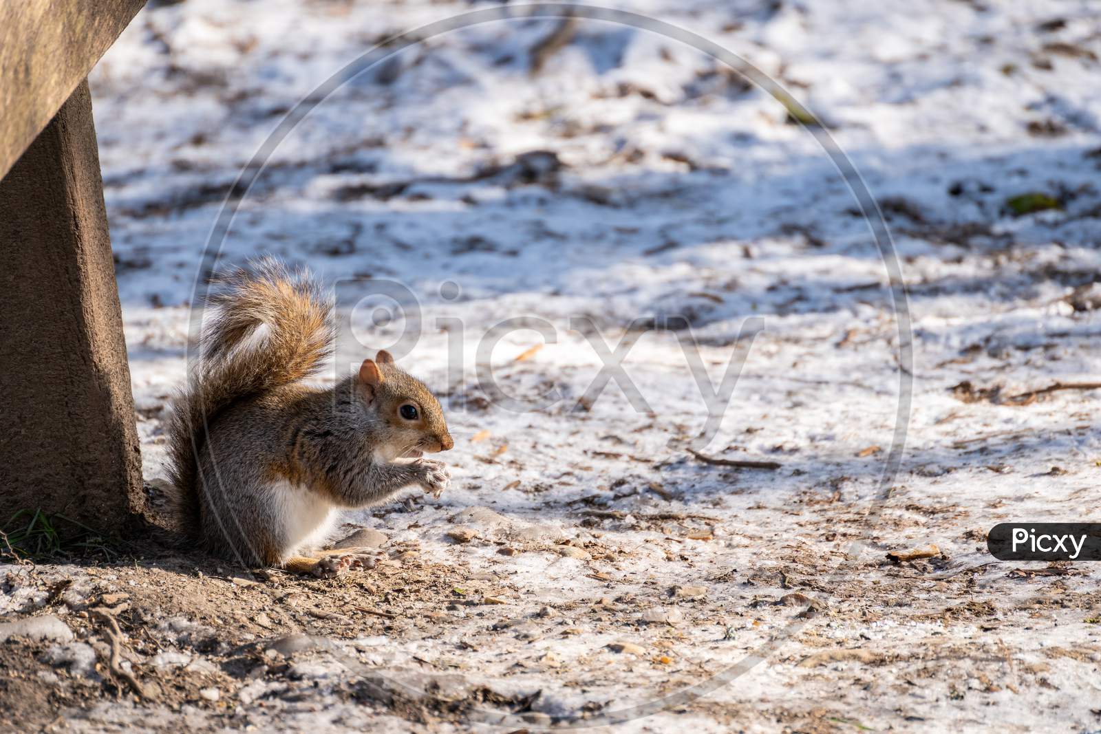 Grey Squirrel (Sciurus Carolinensis) Eating Seeds In The Snow