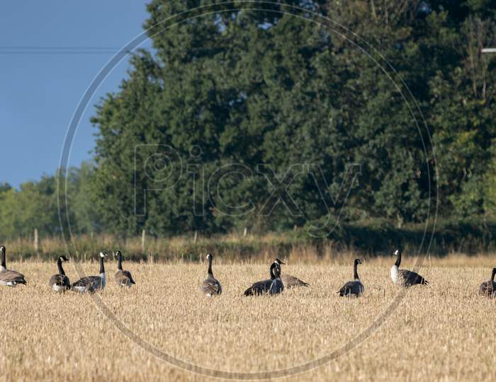 Greylag Geese (Anser Anser) Resting In A Recently Harvested Wheat Field