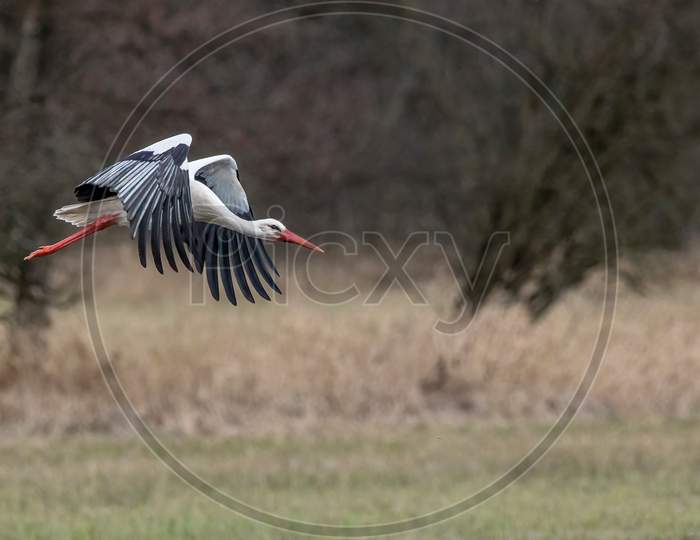 Stork flying over a wet meadow at a little pond called Mönchbruchweiher in the Mönchbruch natural reserve next to Frankfurt in Hesse, Germany at a cloudy day in spring.