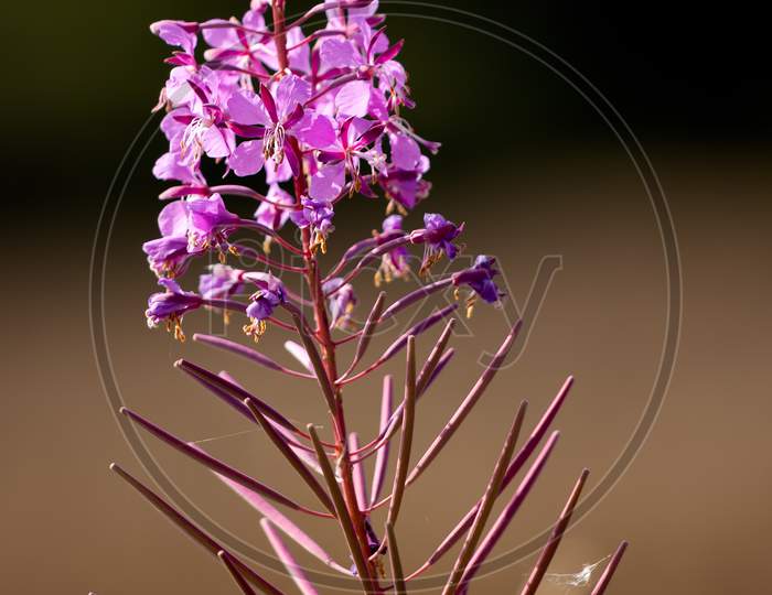 Rosebay Willowherb (Epilobium Angustifolium) Flowering By A Roadside In East Grinstead