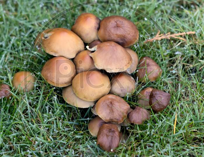 Sulphur Tuft Fungus (Hypholoma Fasciculare) Growing In The Grass