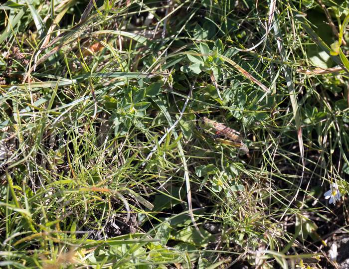Common Green Grasshopper (Omocestus Viridulus) Living In The Dolomites