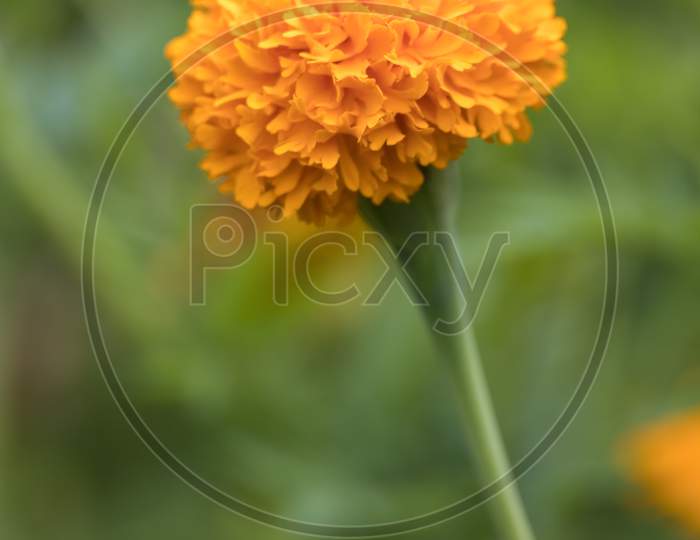 Golden Marigold (Tagetes Erecta) Growing In A Garden In Italy
