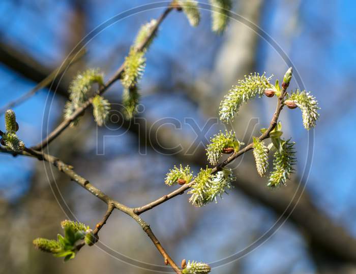 Catkins Of The Grey Willow (Salix Cinerea L.) Or Common Sallow