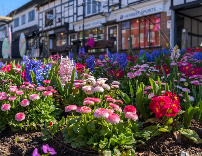 East Grinstead,  West Sussex, Uk - March 29 :  Spring Flowers Blooming In East Grinstead, West Sussex On March 29, 2021. One Unidentified Person