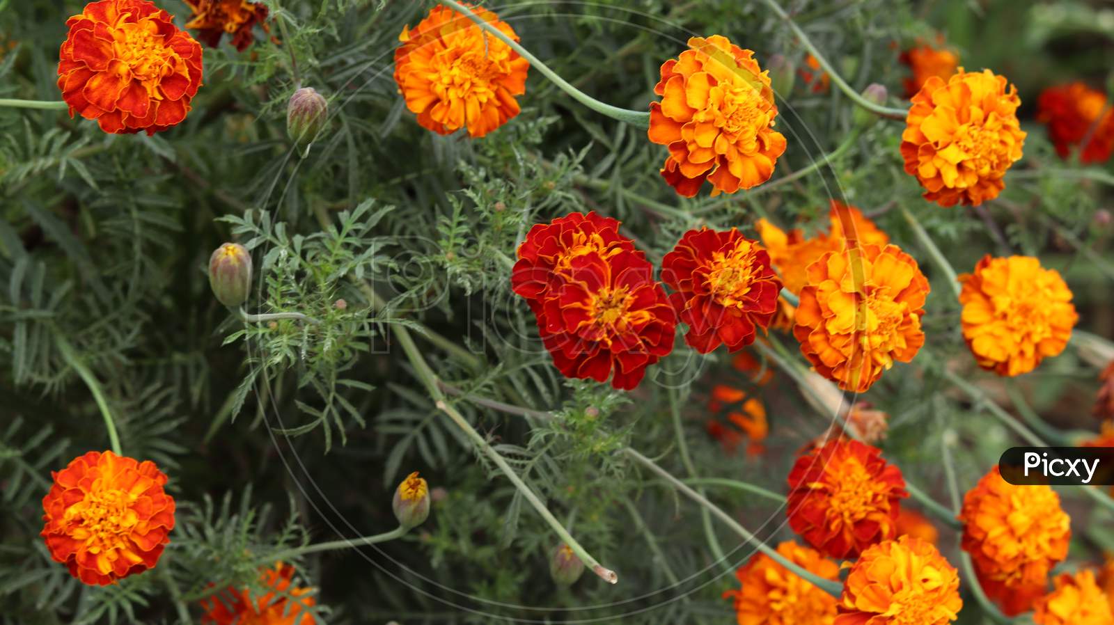 Marigold plant Photos