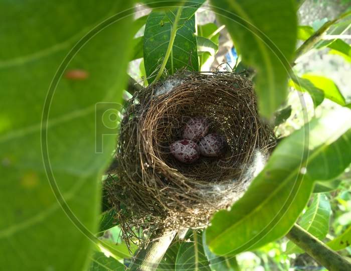 bird nest and eggs