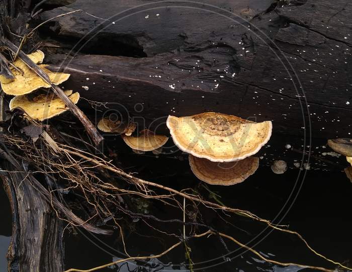 Maze-gill fungus (oak mazegill mushroom, Daedalea quercina)