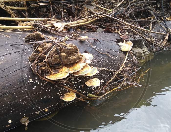 Maze-gill fungus (oak mazegill mushroom, Daedalea quercina)
