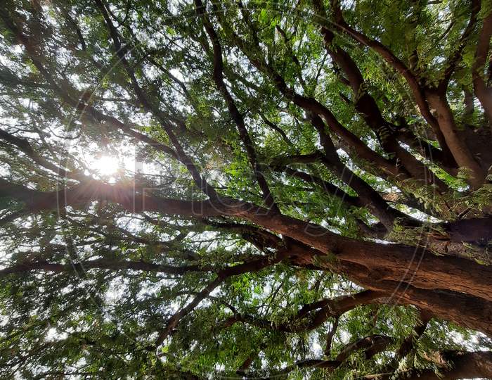 tree , natural , sky, sunlight