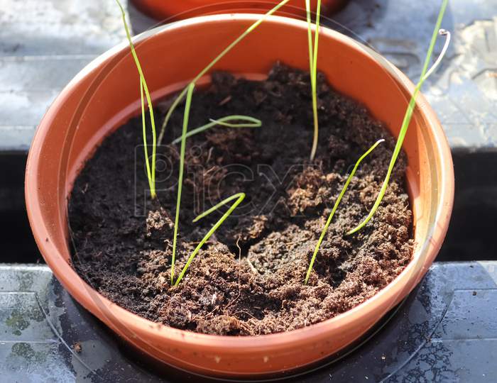 Garedning Concept. Fresh Green Seedlings Growing In Small Pots.