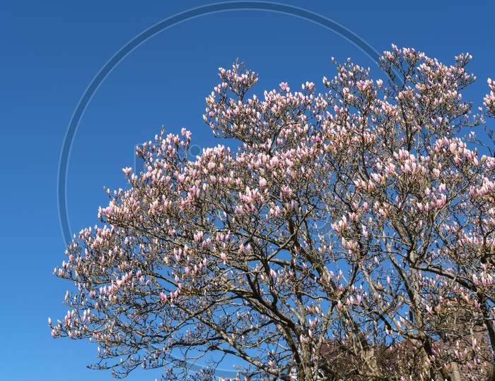 White Magnolia flowering in the spring sunshine