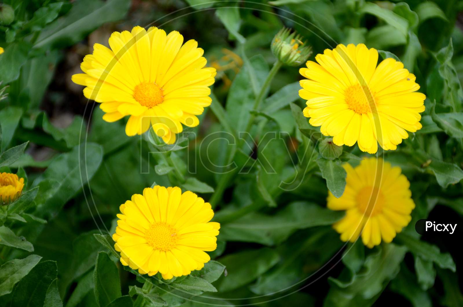 Bunch The Beautiful Calendula Yellow Flower With Leaves And Plant In The Garden.