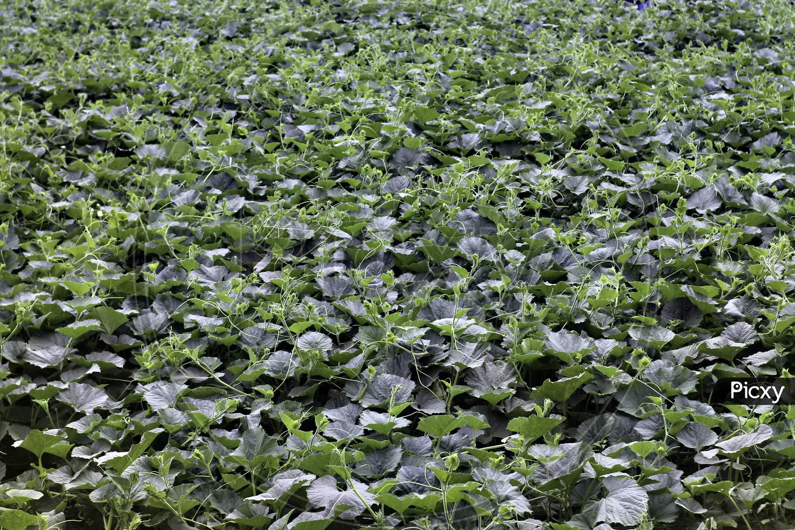 A Field Of Growing Pumpkin Plants In The Field. Background Texture Of Green Plant Agriculture Field.