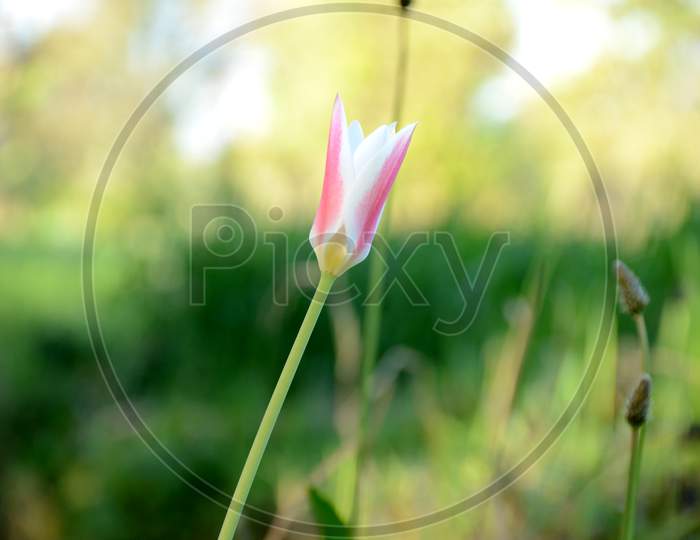 The Pink Rain Lily Flower With Plant Growing In The Garden.