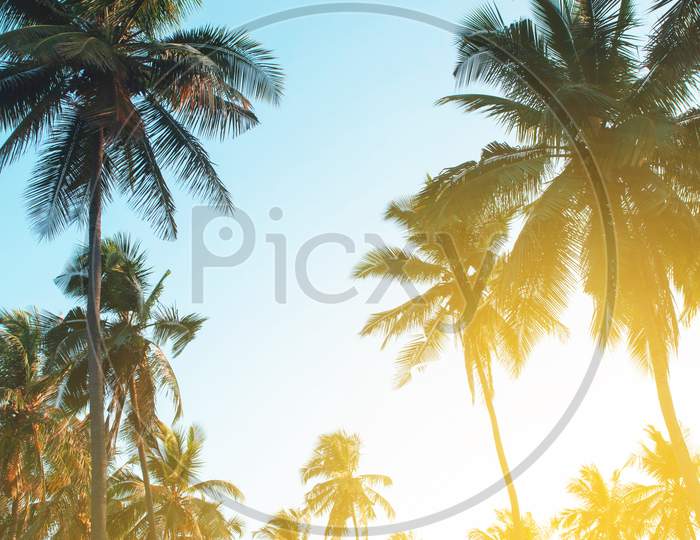 Coconut palm tree against blue sky and sunlight in summer