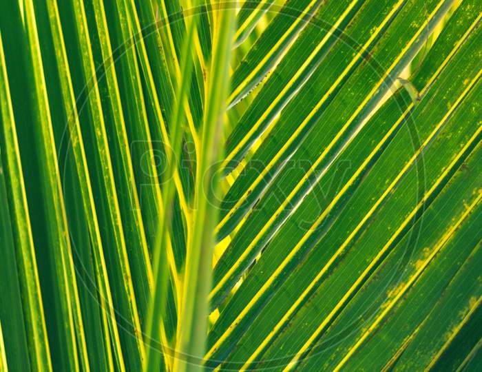 Palm Leaf With Linear Patterns. Geometric Shapes In Nature.