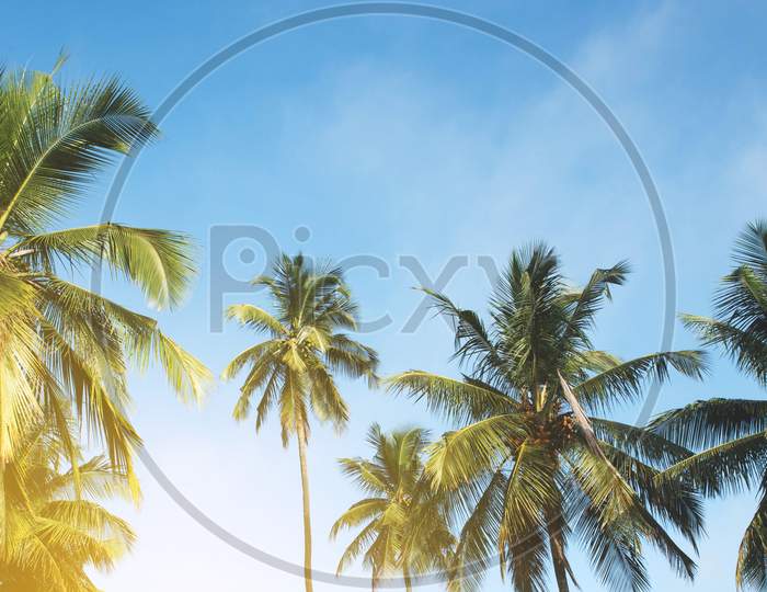 Coconut palm tree against blue sky and sunlight in summer