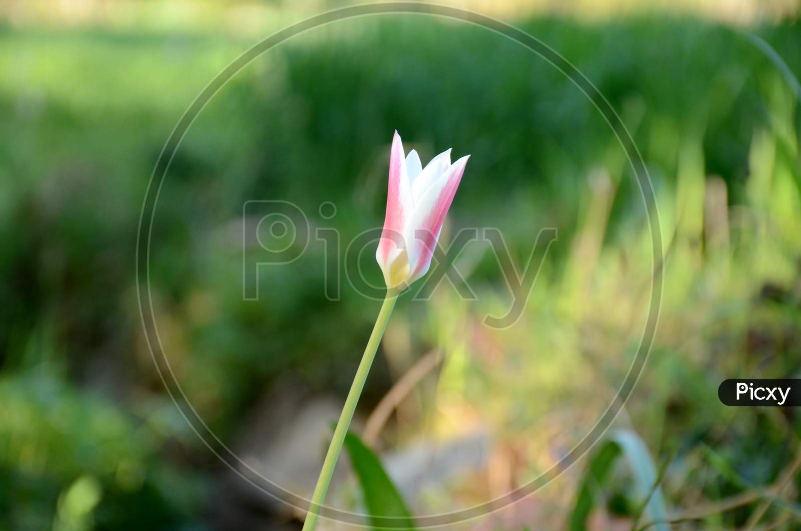 The Pink White Rain Lily Flower With Plant Growing In The Garden.